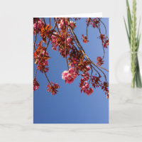 Minimalismus Rosa Blumen Kirschblüten Liebe Hoffnu