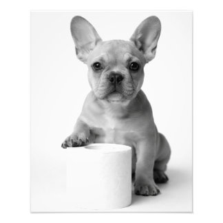 Minimalist Lustiger Französischer Bulldog Hund bew Fotodruck