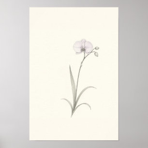 Minimalistische Orchideen-Botanik-Skizze-Wandkunst Poster