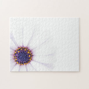 Minimalistische White Daisy-Blume auf weißem Hinte