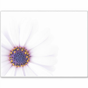 Minimalistische White Daisy-Blume auf weißem Hinte Aufkleber