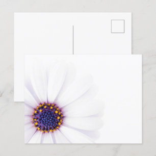 Minimalistische White Daisy-Blume auf weißem Hinte Postkarte