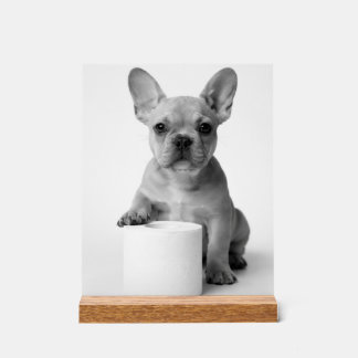 Minimalistischer lustiger französischer Bulldogge Acrylschild