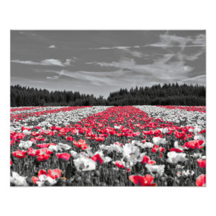 Minimalistisches Farbfoto für die Blume Fotodruck
