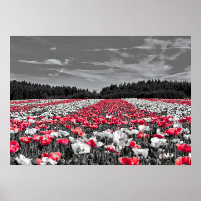 Minimalistisches Farbfoto für die Blume Poster (Vorne)