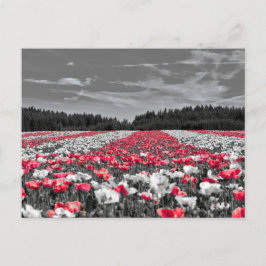 Minimalistisches Farbfoto für die Blume Postkarte