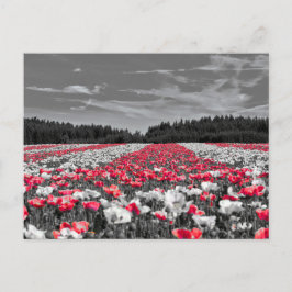 Minimalistisches Farbfoto für die Blume Postkarte