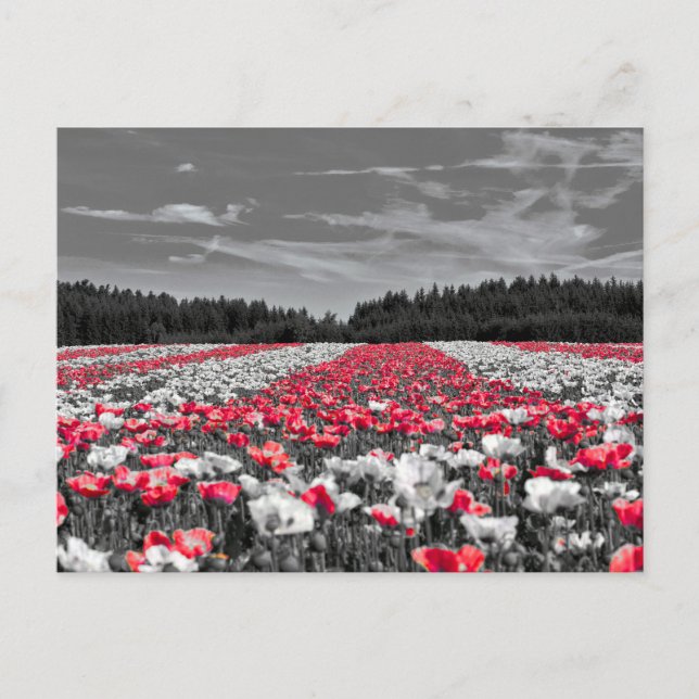 Minimalistisches Farbfoto für die Blume Postkarte (Vorderseite)