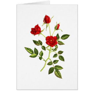 Minirote Rose