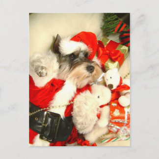 MiniSchnauzer X'mas Postkarte
