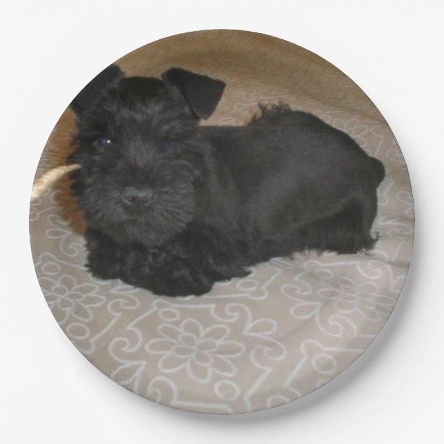 Minischnauzerwelpe Pappteller (Vorderseite)