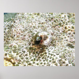Minister Blenny III Poster