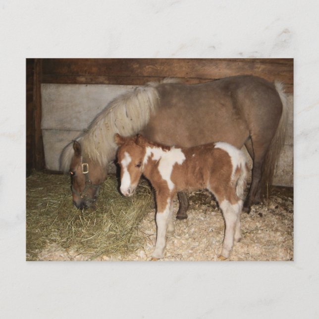 Miniture Pony and Baby Postkarte (Vorderseite)