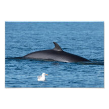 Minke Wal und Seagull in der Natur Nordnorwegens