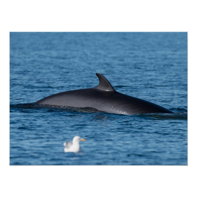 Minke Wal und Seagull in der Natur Nordnorwegens Poster (Vorderseite)