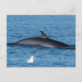 Minke Wal und Seagull Natur Foto Postkarte