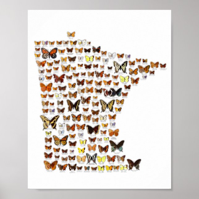 Minnesota Butterflies Poster (Vorne)