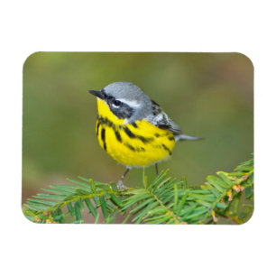 Minnesota, Mendota Heights, Magnolia Warbler Magnet