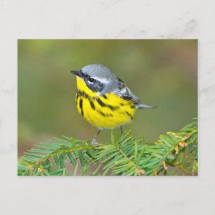 Minnesota, Mendota Heights, Magnolienwaldsänger Postkarte