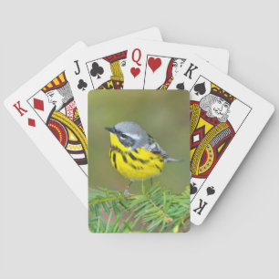 Minnesota, Mendota Heights, Magnolienwaldsänger Spielkarten