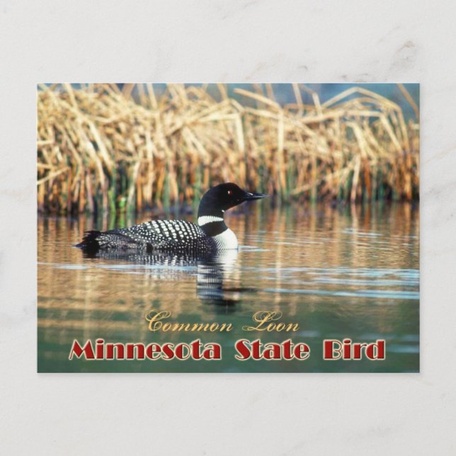 Minnesota Staat Bird - Gemeinsame Lounge Postkarte (Vorderseite)