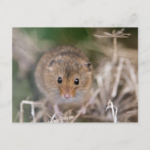 Minnie Postcard Postkarte
