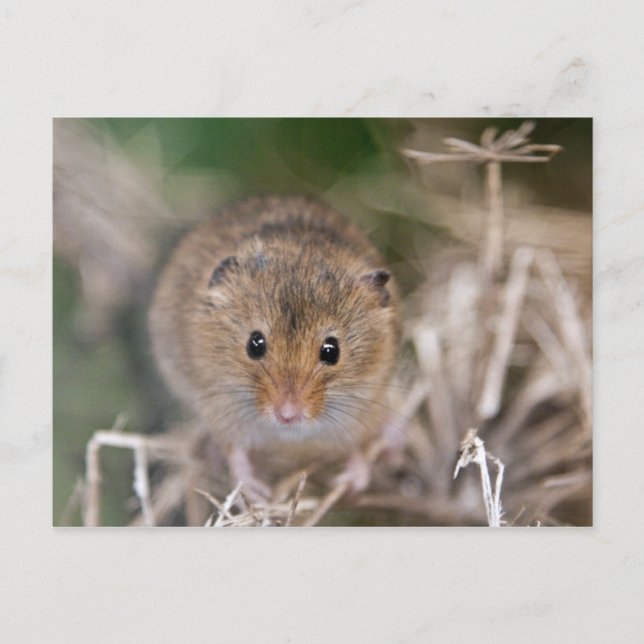 Minnie Postcard Postkarte (Vorderseite)