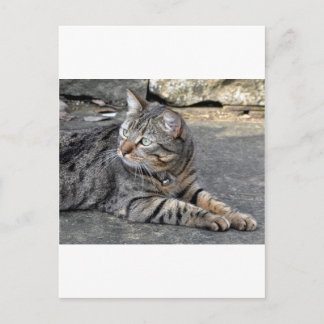 Minnie the Minx Postkarte
