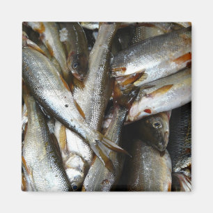 Minnow Fish Northern Pike Magnet