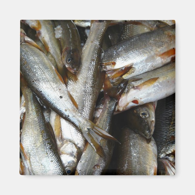 Minnow Fish Northern Pike Magnet (Vorne)