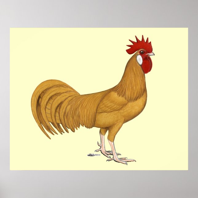 Minorca:  Buff Rooster Poster (Vorne)