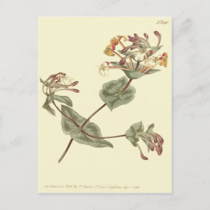 Minorca Honeysuckle Yellow Illustration Postkarte