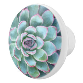 Mint Cyan Succulents Echeveria Keramikknauf