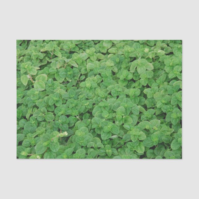 Mint Foliage Seidenpapier (Vorderseite)
