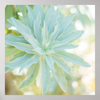 Mint Green SucculentCactus Blume Art Print Poster