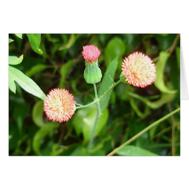 Minuscule carte Pom-pom girl (Devant Horizontal)