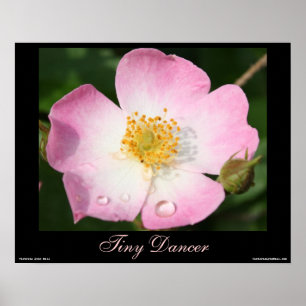 Minuscule danseur - Ballerina Rose Poster photo