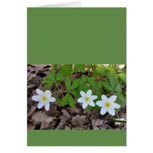 minuscule fleurs blanches