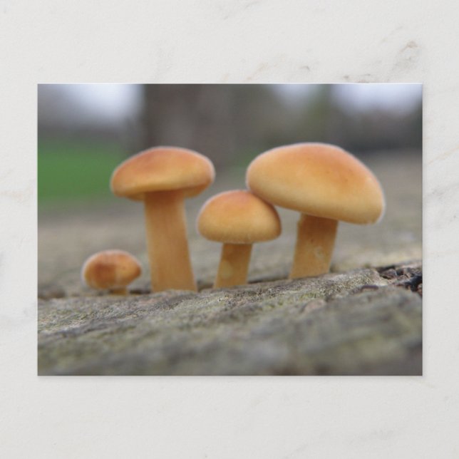 Minuscule Tabourets Macro Carte postale (Devant)