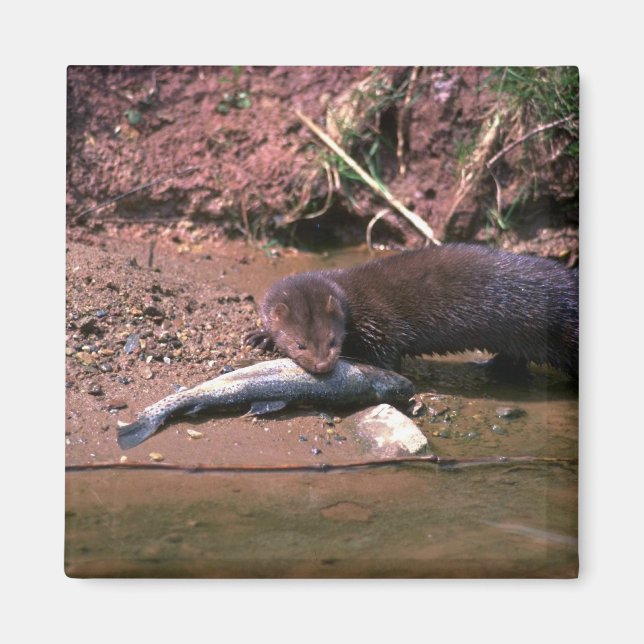 Minze mit kleinen Fischen Magnet (Vorne)