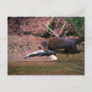 Minze mit kleinen Fischen Postkarte
