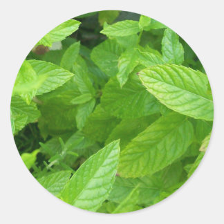 Minze Runder Aufkleber