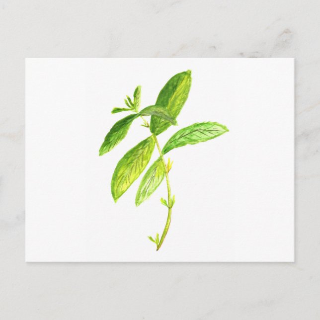 Minzkraut Wasserfarbe Minze Druck Postkarte (Vorderseite)