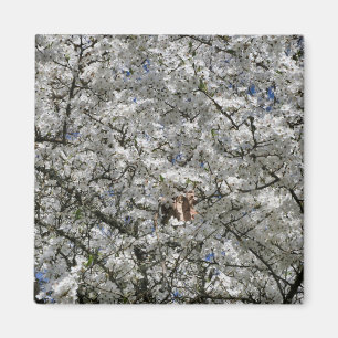 Mirabelle Blossom Kühlschrankmagnet