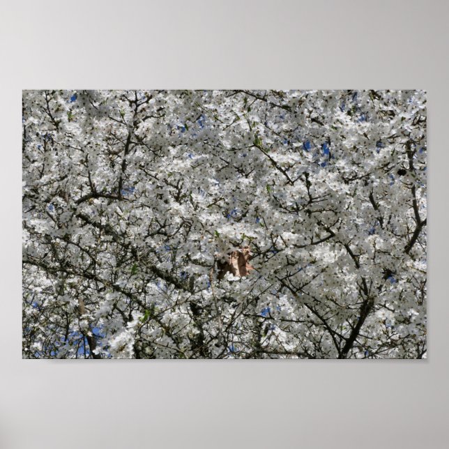 Mirabelle Blossom Poster (Vorne)