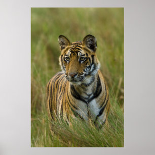 Mirchaini Cub Female Tiger (Bandhavgarh, Indien) Poster