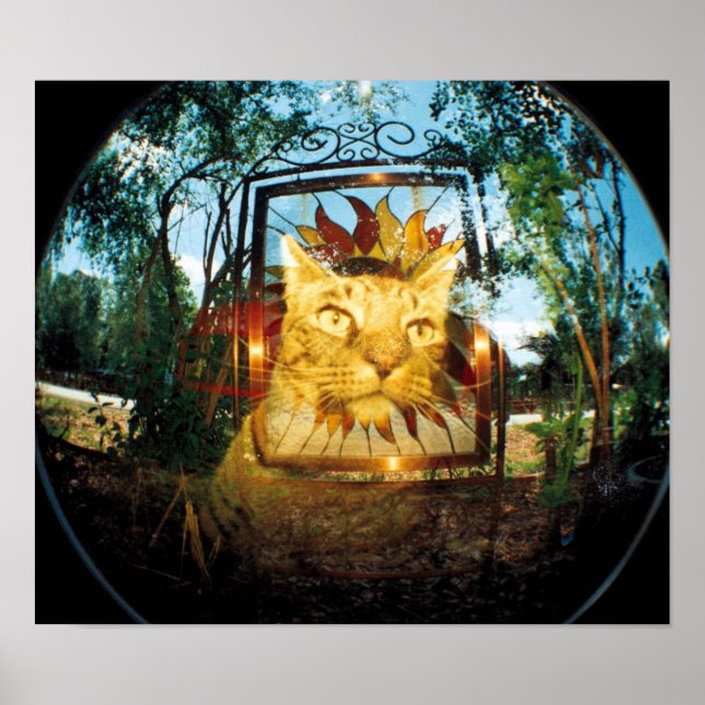 Mirror Cat Poster (Vorne)