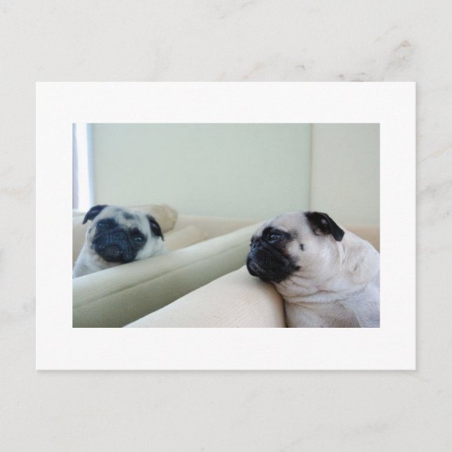 Mirror Mops Postcard Postkarte (Vorderseite)