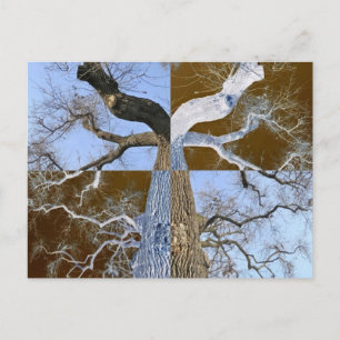 Mirror Opposite Tree Postcard Postkarte
