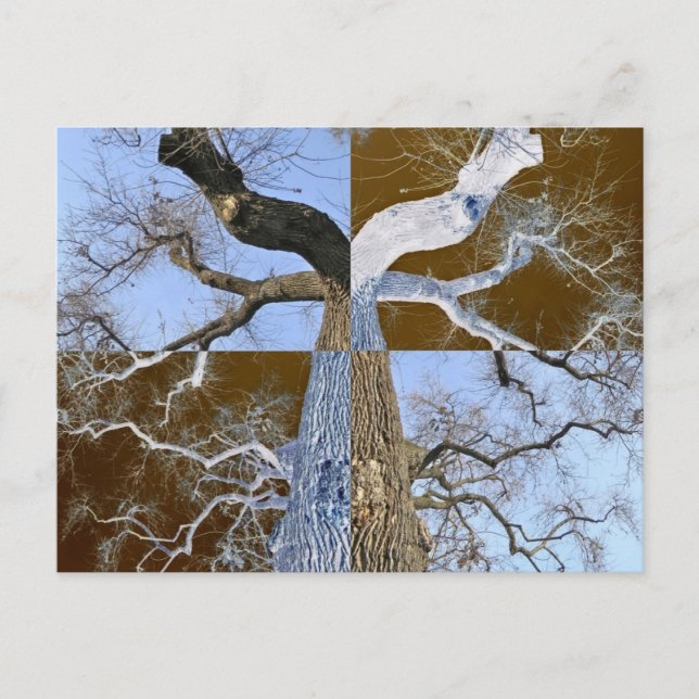 Mirror Opposite Tree Postcard Postkarte (Vorderseite)